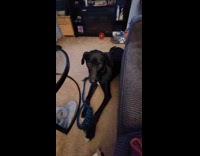 Dog with rope toy whines at owner