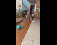 German shepherd throws bones and toys around 