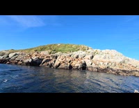 Colony of sea lions make loud sounds