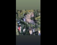 Collab PLC - Kitten peeks from inside the Christmas tree