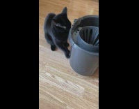 Black cat scratch new grey mop bucket