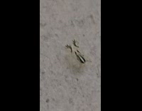 Small strange bug on table walk around
