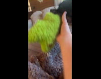 Submitter playing tug of war with dog using plushie 