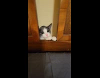 Cat jumps in between of head turner