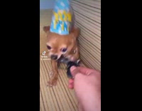 Chihuahua chews on different items 