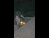 Cat eat eyes bright glow backyard night