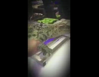 Submitter Touches Crocodile and Almost Bites Them