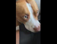 Dog Stares at Lady as she Talk to it