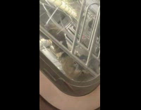 Collab Subway Creatures - Man do pull ups on train handrails