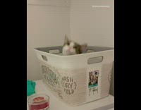 Kitten cat pink collar sits laundry basket 