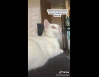 Cat watches girl do tiktok dance