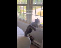 Kitten falls off bed window