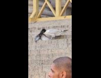 Seagull bite pigeon on the back stairs