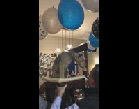 Family lifts dog on chair during Bar Mitzvah