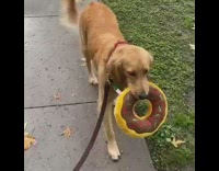 Dog walk on leash with donut toy in mouth