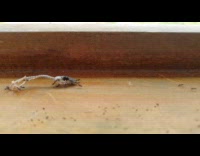 Ants carry a skeleton of dead animal