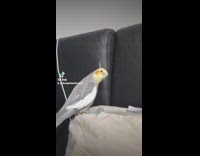 Compilation of bird bobbing its head 