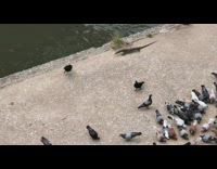 Wild lizards tail pecked by crows near the river