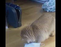 Brown cat bites carries white face mask 