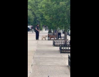 Two women on street let dogs interact