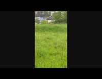 Dog run and jumps tall on field