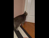 Chubby Cat Opens Door 