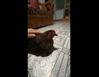 Girl rub back of chicken on floor