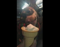 brown dog red collar eats ice cream