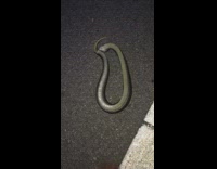 Snake Flips Upside Down to Play Dead