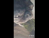 Small black dog eating seaweed asmr 