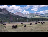 Two buffalo try to mate on grass field
