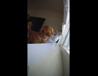 Collab ClipsIG - Dog loud bark by the ring camera