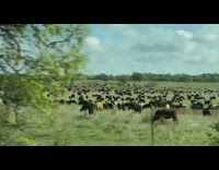 Group of cows herd large farm highway