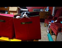 Cat peek out from red box repeatedly