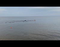 Black dog swims follows guy lake water