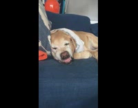 Labrador Bares Teeth and Growls While Sleeping On Couch