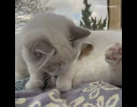 Kittens wearing pink green collars play fight 