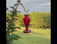 Hummingbirds fly around red bird feeder