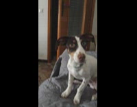 Dog replies and say I love you