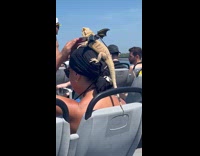 Bearded dragon with wings on woman ferry