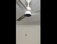 Huge bee on ceiling fan spin around