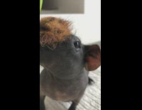Black brown guinea pig eats vegetable stem