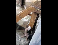 Otter stand and rub back on wood