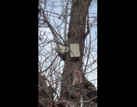 Security camera and box on tree trunk