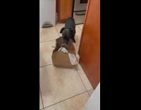 Dog gets head stuck in bag handle 