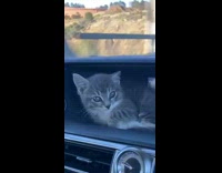 Collab BitchMP - Small kitten on car Dashboard while driving 