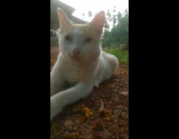 Cat lay on ground yawn close up