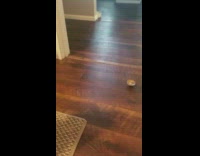 brown dog barking at wooden top spinning 