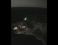 Collab Pets For All - Black dog sticks head out  car window air puffs up mouth