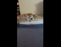 Dog plays with squeaky toy ripped off